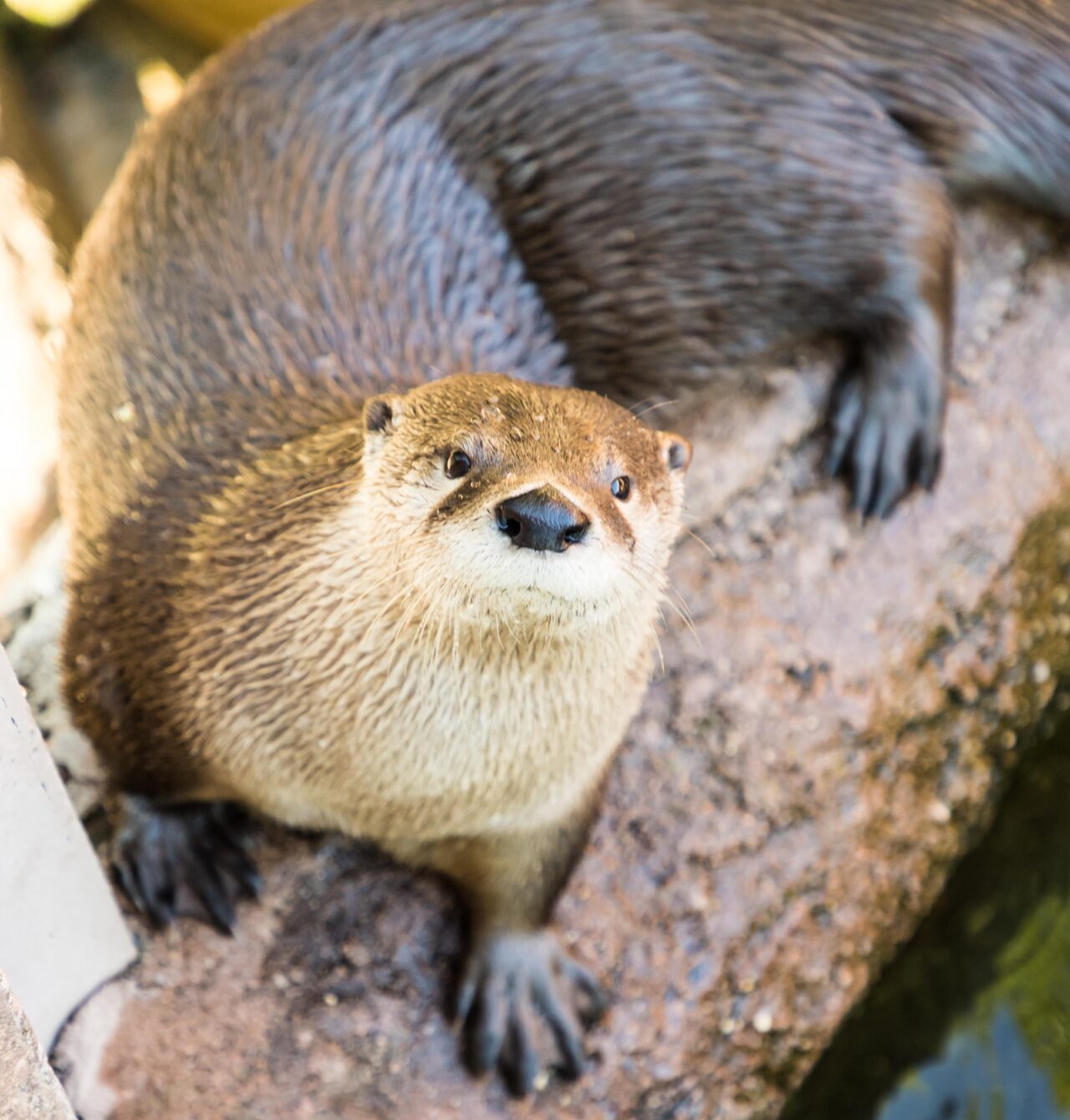 River Otter at Calvert Marine Museum